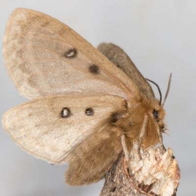Anthela ocellata (Eyespot Anthelid moth) at Melba, ACT - 30 Sep 2021 by kasiaaus
