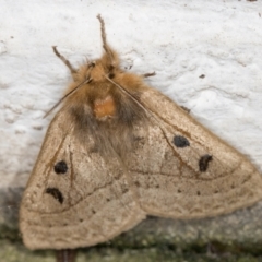 Anthela ocellata at Melba, ACT - 30 Sep 2021 09:38 PM