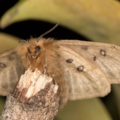 Anthela ocellata at Melba, ACT - 30 Sep 2021 09:38 PM