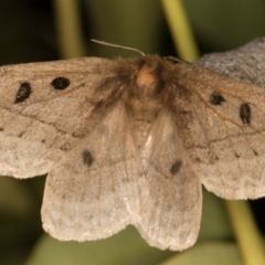 Anthela ocellata at Melba, ACT - 30 Sep 2021 09:38 PM