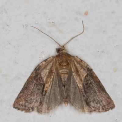 Epiphyas postvittana (Light Brown Apple Moth) at Melba, ACT - 30 Sep 2021 by kasiaaus