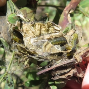 Cryptoptila australana at Cotter River, ACT - 29 Nov 2021 12:53 PM