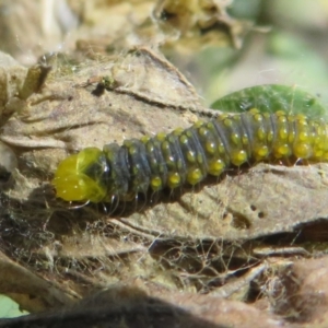 Cryptoptila australana at Cotter River, ACT - 29 Nov 2021 12:53 PM