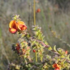 Pultenaea procumbens (Bush Pea) at Conder, ACT - 20 Oct 2021 by michaelb