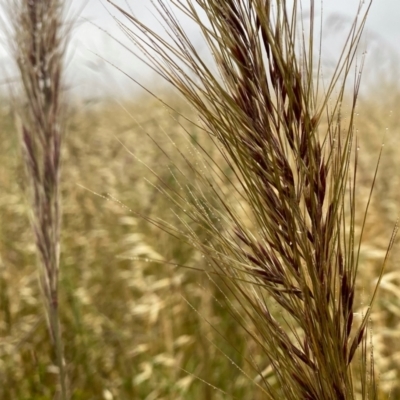 Austrostipa densiflora (Foxtail Speargrass) at Googong, NSW - 4 Dec 2021 by Wandiyali