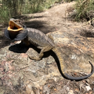 Pogona barbata (Eastern Bearded Dragon) at Bruce, ACT - 2 Dec 2021 by KMcCue