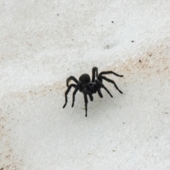 Hadronyche alpina (Alpine funnelweb spider) at Kosciuszko, NSW - 4 Dec 2021 by Philip