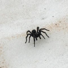 Hadronyche alpina (Alpine funnelweb spider) at Kosciuszko, NSW - 5 Dec 2021 by Philip