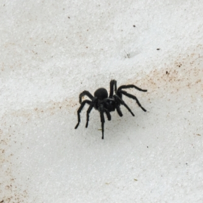 Hadronyche alpina (Alpine funnelweb spider) at Kosciuszko National Park - 4 Dec 2021 by Philip