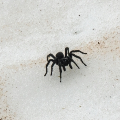 Hadronyche alpina (Alpine funnelweb spider) at Kosciuszko, NSW - 5 Dec 2021 by Philip