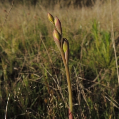 Thelymitra (genus) (sun orchids) at Conder, ACT - 20 Oct 2021 by MichaelBedingfield