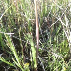 Thelymitra sp. at Conder, ACT - 20 Oct 2021