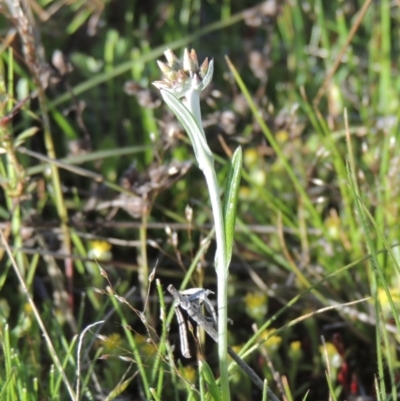 Euchiton japonicus (Creeping Cudweed) at Conder, ACT - 20 Oct 2021 by michaelb