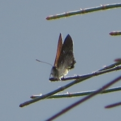 Acrodipsas aurata (Golden Ant-blue) at Ainslie, ACT - 2 Dec 2021 by Christine