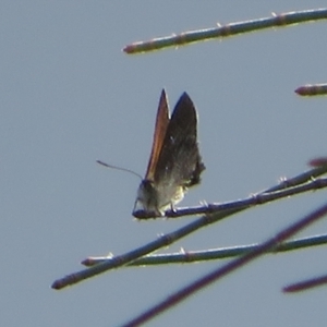 Acrodipsas aurata at Ainslie, ACT - suppressed