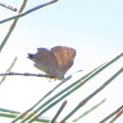 Acrodipsas aurata at Ainslie, ACT - suppressed