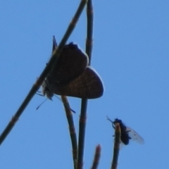 Acrodipsas aurata at Ainslie, ACT - suppressed