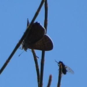 Acrodipsas aurata at Ainslie, ACT - suppressed