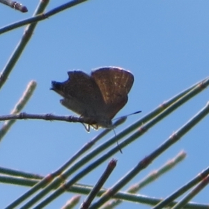 Acrodipsas aurata at Ainslie, ACT - suppressed