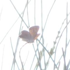 Acrodipsas aurata at Ainslie, ACT - suppressed