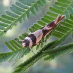 Macrobathra desmotoma ( A Cosmet moth) at Ainslie, ACT - 3 Dec 2021 by Christine