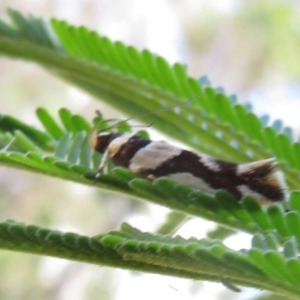 Macrobathra desmotoma at Ainslie, ACT - 3 Dec 2021