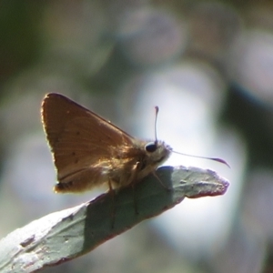 Hesperilla idothea at Molonglo Valley, ACT - 3 Dec 2021 02:11 PM