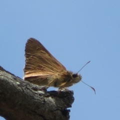 Hesperilla idothea at Molonglo Valley, ACT - 3 Dec 2021