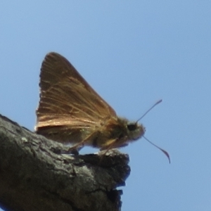 Hesperilla idothea at Molonglo Valley, ACT - 3 Dec 2021