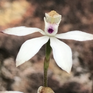 Caladenia moschata at Rendezvous Creek, ACT - suppressed