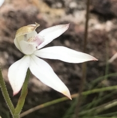 Caladenia moschata at Rendezvous Creek, ACT - suppressed