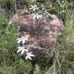 Caladenia moschata at Rendezvous Creek, ACT - suppressed