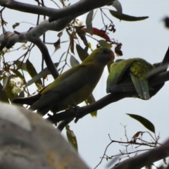 Polytelis swainsonii (Superb Parrot) at Federal Golf Course - 7 Dec 2021 by LisaH