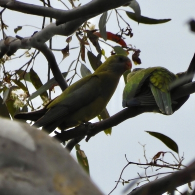 Polytelis swainsonii (Superb Parrot) at Federal Golf Course - 7 Dec 2021 by LisaH