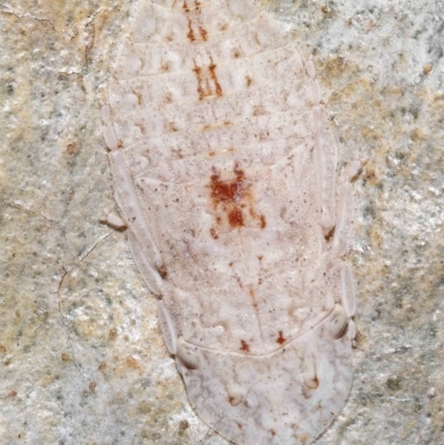 Ledromorpha planirostris (A leafhopper) at Acton, ACT - 5 Dec 2021 by TimL