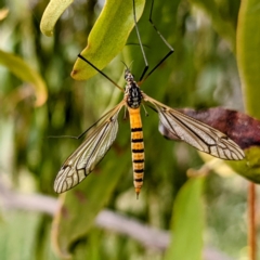Ischnotoma (Ischnotoma) rubriventris (A crane fly) at Stromlo, ACT - 6 Dec 2021 by HelenCross