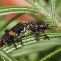 Eleale pulchra (Clerid beetle) at Acton, ACT - 5 Dec 2021 by TimL