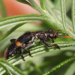 Eleale pulchra at Acton, ACT - 5 Dec 2021