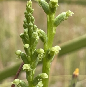 Microtis unifolia at Booth, ACT - suppressed