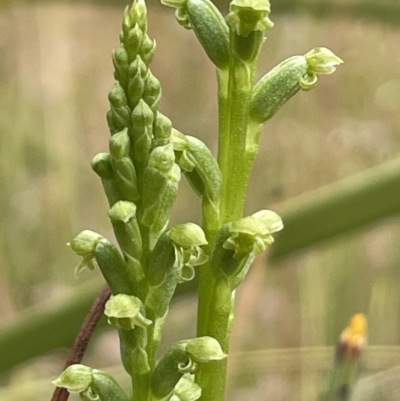 Microtis unifolia (Common Onion Orchid) at Booth, ACT - 6 Dec 2021 by JaneR