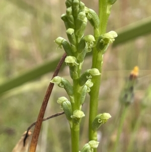 Microtis unifolia at Booth, ACT - suppressed