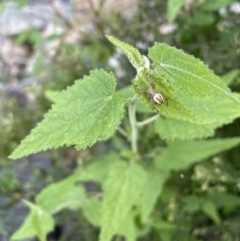 Gynatrix pulchella at Rendezvous Creek, ACT - 6 Dec 2021 04:55 PM