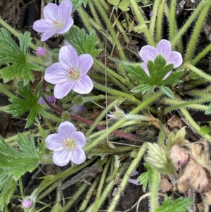 Geranium antrorsum at Booth, ACT - 6 Dec 2021 03:57 PM