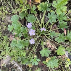 Geranium antrorsum at Booth, ACT - 6 Dec 2021 03:57 PM