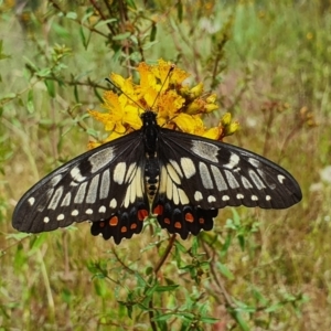 Papilio anactus at Pialligo, ACT - 7 Dec 2021 09:32 AM