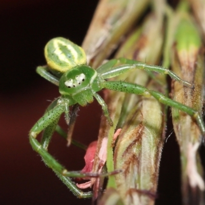 Thomisidae (family) (Unidentified Crab spider or Flower spider) at ANBG - 5 Dec 2021 by TimL