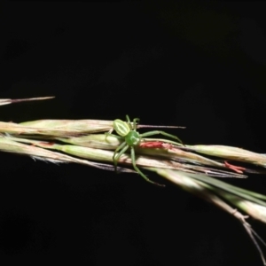 Thomisidae (family) at Acton, ACT - 5 Dec 2021