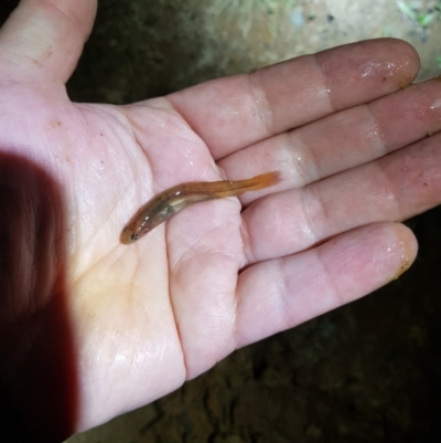 Galaxias olidus (Mountain Galaxias) at Tinderry, NSW - 23 Oct 2021 by danswell