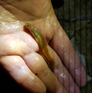 Galaxias olidus at Tinderry, NSW - suppressed