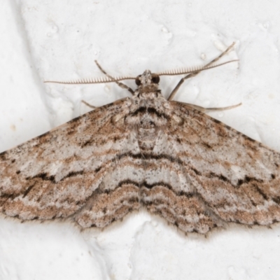 Didymoctenia exsuperata (Thick-lined Bark Moth) at Melba, ACT - 2 Oct 2021 by kasiaaus